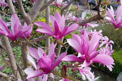 Magnolia 'Susan', 60-80 Kluit, Stermagnolia
