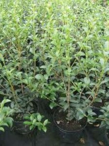 Osmanthus burkwoodii, 3L 30-35 Schijnhulst