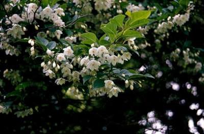 Styrax japonica, 80-100 Kluit, Japanse storaxboom