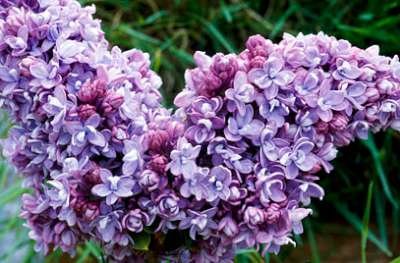 Syringa vulg. 'Kath. Havemeyer', 60-80 20L, Sering