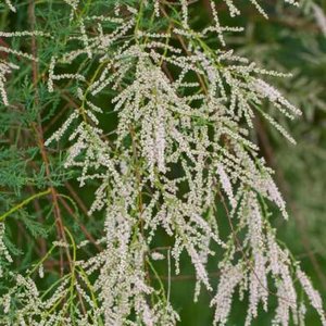 Tamarix ram. 'Hulsdonk White', ® 3L Tamarisk