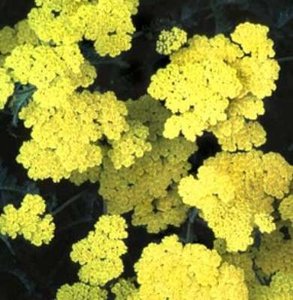 Achillea 'Moonshine' ,Duizendblad