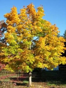 Acer plat. 'Emerald Queen', 8/10 Blote wortel Esdoorn