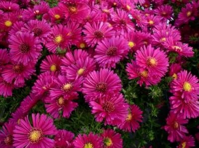 Aster dumosus 'Jenny', Aster