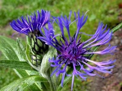 Centaurea montana, Korenbloem