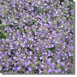 Chaenorhinum 'Blue Dream', Kleine Leeuwenbek