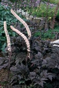 Actaea simplex 'Atropurpurea', Zilverkaars