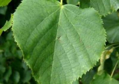 Tilia cordata 'Bohlje', 8/10 Blote wortel, Winterlinde
