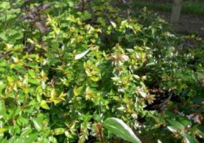 Abelia grandiflora 'Francis mason', 3L, Abelia