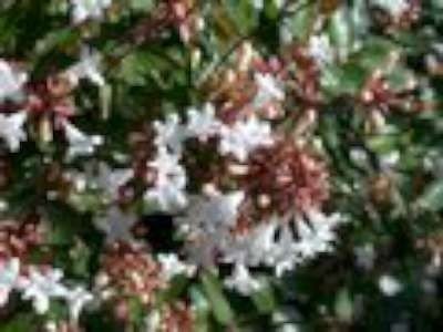 Abelia grandiflora 'Sherwood', 25-30 2L, Abelia