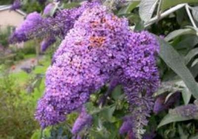 Buddleja dav. 'Lochinch', 3L Vlinderstruik