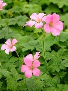 Geranium endressii 'Wargrave Pink', Ooievaarsbek