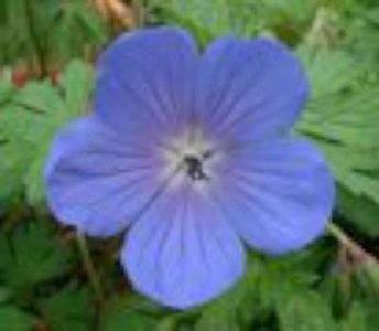 Geranium himalayense 'Baby Blue', Ooievaarsbek