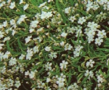 Gypsophila repens 'Alba', Gipskruid