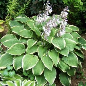 Hosta 'Aureomarginata' , Hartlelie