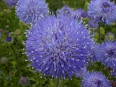 Jasione laevis 'Blaulicht', Zandblauwtje