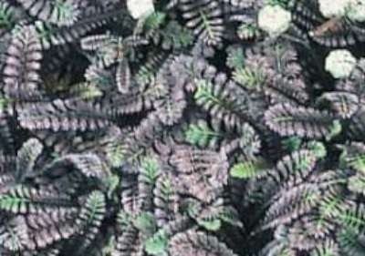 Leptinella squalida 'Platt's Black', Speldenkussenplant