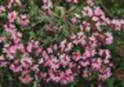 Thymus serphyllum, Siertijm