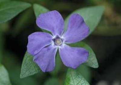 Vinca minor  'La grave' = 'Bowles Variety', Kleine maagdenpalm