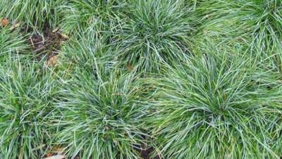 Sesleria caerulea, Blauwgras