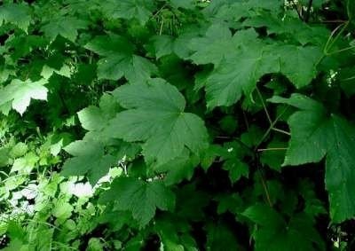 Acer pseudoplatanus, 10/12 Blote wortel, Esdoorn