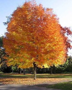 Acer saccharum, 6/8 Blote wortel, Suikeresdoorn