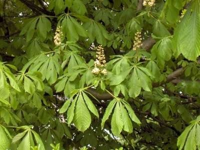 Aesculus hippocastanum, 10/12 Blote wortel, Paardekastanje