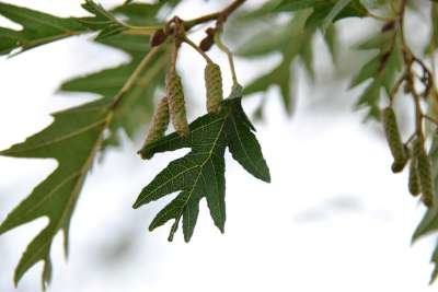 Alnus glut. 'Laciniata', 8/10 Blote wortel, Zwarte els