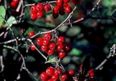 Aronia arbutifolia 'Briljant', 3L appelbes