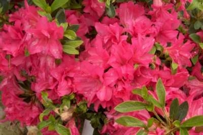 Azalea jap. 'Blaauw's Pink', 25-30 3L (=Rhododendron)
