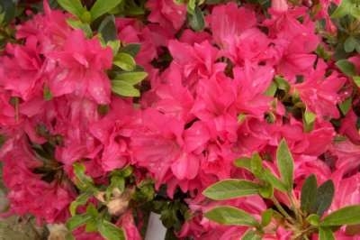 Azalea jap. 'Blaauw's Pink', 25-30 3L (=Rhododendron)