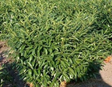 Prunus Laur. 'Herbergii', 60-80 Kluit, Laurierkers