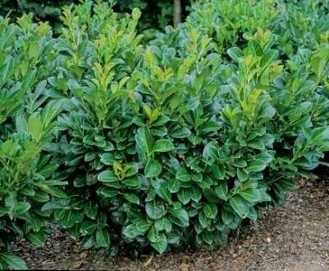 Prunus Laur. 'Etna', 80-100 Kluit, Laurierkers