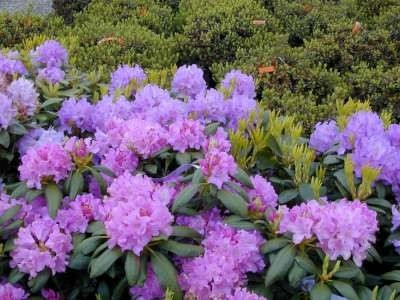 Rhododendron 'Cataw. Boursault', 30-50 5L
