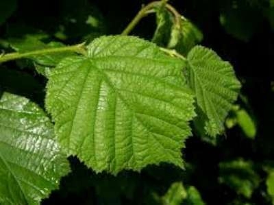 Corylus Avelana, Groene Hazelaar, bosplantgoed, 2+0 80/120