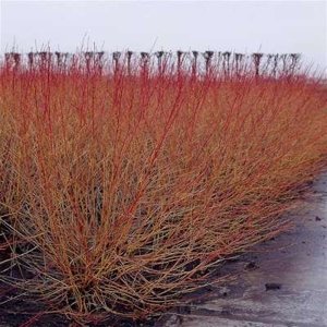 Cornus Sanguinea, Rode Kornoelje, bosplantgoed, 1+1 60/100