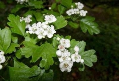 Crataegus Monogyna, Gewone meidoorn, bosplantgoed, 1+1 80/100