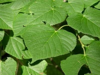 Tilia platyphyllos, Zomerlinde, 1+2 125-150, bosplantgoed