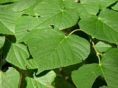 Tilia platyphyllos, Zomerlinde, 1+2 150-175, bosplantgoed