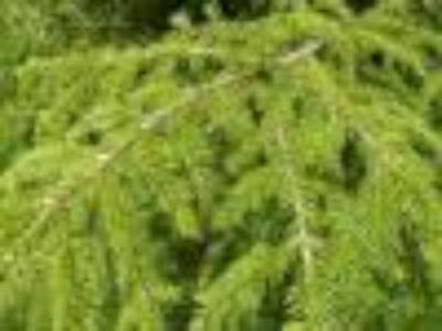 Picea excelsa (=Abies), Fijnspar, bosplantgoed, 2+1 20-40