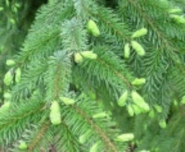 Picea omomorika, 2+2 25-40 bosplantgoed, Servische spar