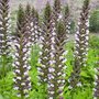 Acanthus hungaricus 'White Lips', Stekelige berenklauw