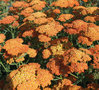 Achillea millefolium 'Terracotta', Duizendblad