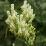 Aconitum lamarckii, Monnikskap