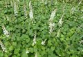 Actaea japonica 'Cheju-do', Zilverkaars