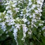 Ajuga reptans 'Alba', Zenegroen