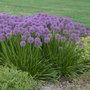 Allium 'Millenium', Sierui