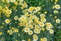 Anthemis hybr. 'E.C. Buxton', Gele kamille