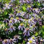 Aster ageratoides 'Adustus Nanus', Aster