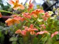 Epimedium pub. 'Orangekoningin', Elfenbloem